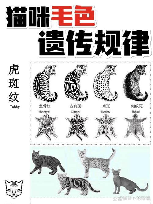 揭秘猫咪毛发褪色的秘密