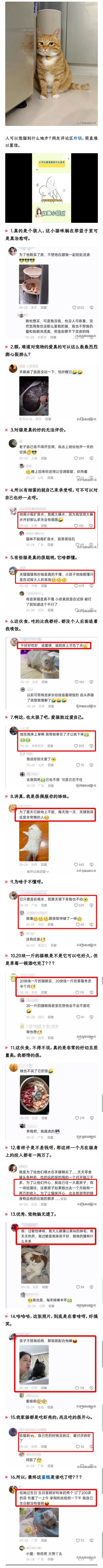 重庆猫火葬背后，人宠情感与城市变迁的交织