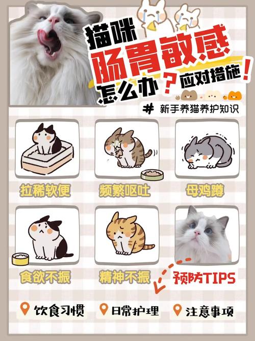 猫咪脾胃不好的常见症状及调养指南