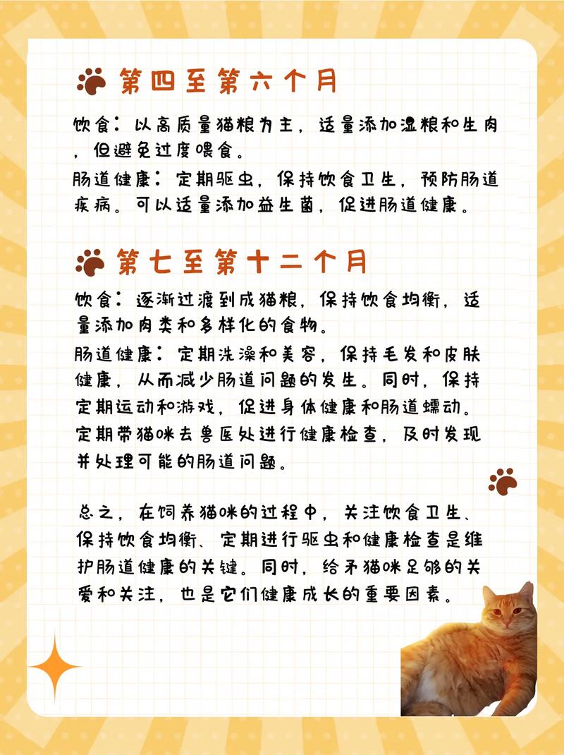 猫咪干粮喂养指南，适量是关键