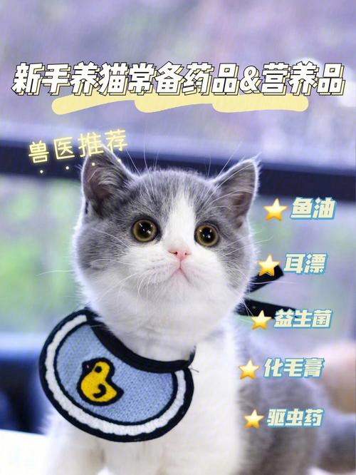 探秘喵星人健康，杭州宠物猫的兽医保健指南