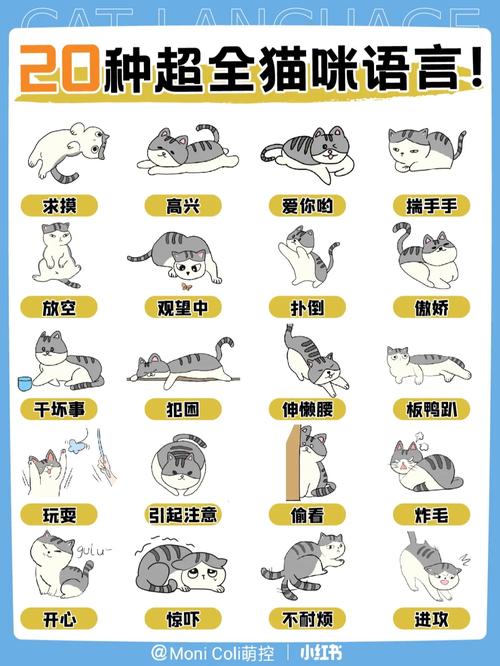 猫语世界，探寻猫咪们的秘密语言