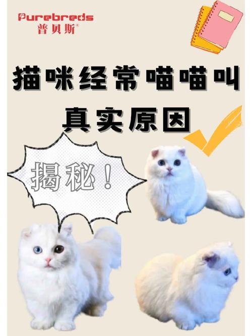 揭秘猫咪撩耳朵的秘密