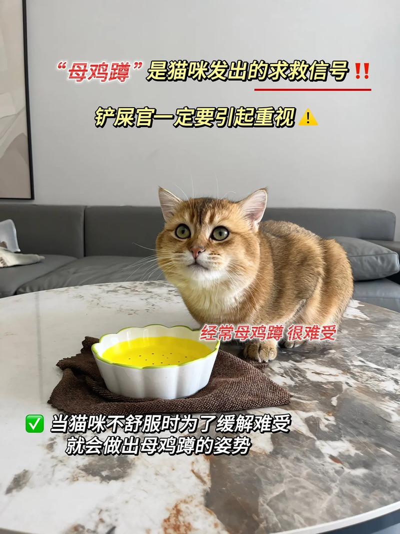 揭秘猫咪颤抖背后的秘密，生存的警报信号