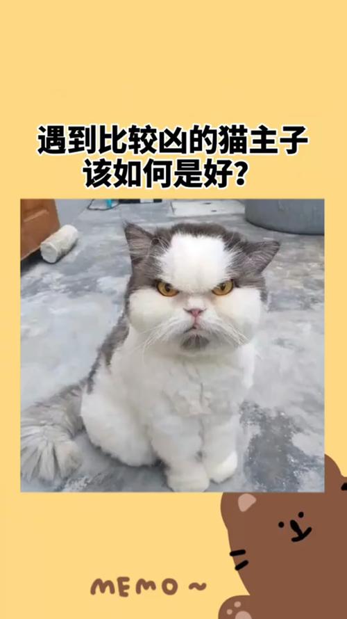 猫咪的调皮捣蛋，如何与特别坏的小主子相处