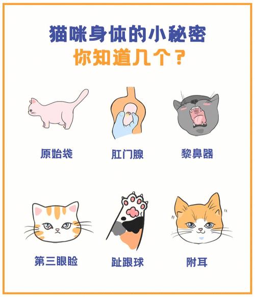 猫咪为何会咬牙哆嗦？揭秘猫科动物的神秘举动