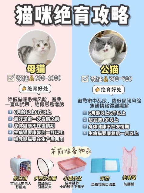 猫咪怀孕前的准备指南