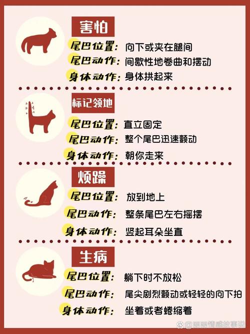 猫咪AST超标，如何解读与应对