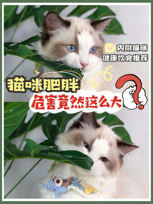 猫咪肥胖，你真的了解吗？