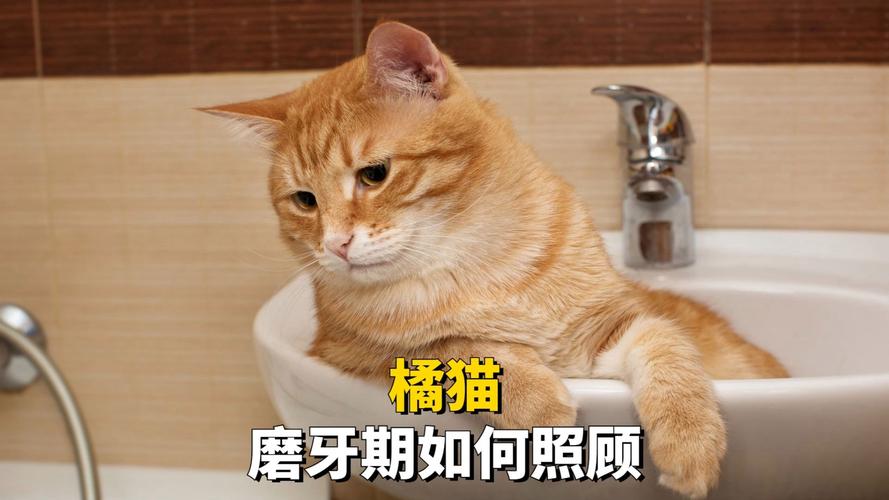 猫咪的磨牙习惯与护理指南