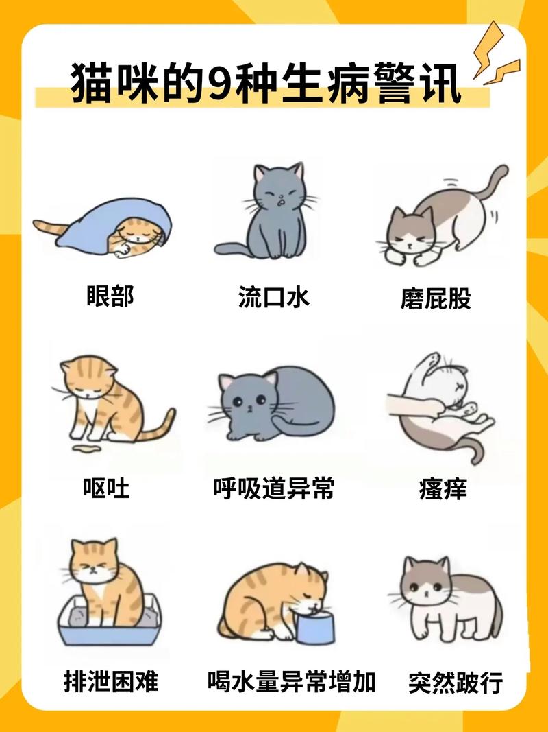 猫咪身体衰竭，如何识别与应对