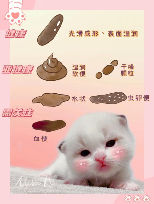 猫咪水样拉稀，如何正确应对与护理