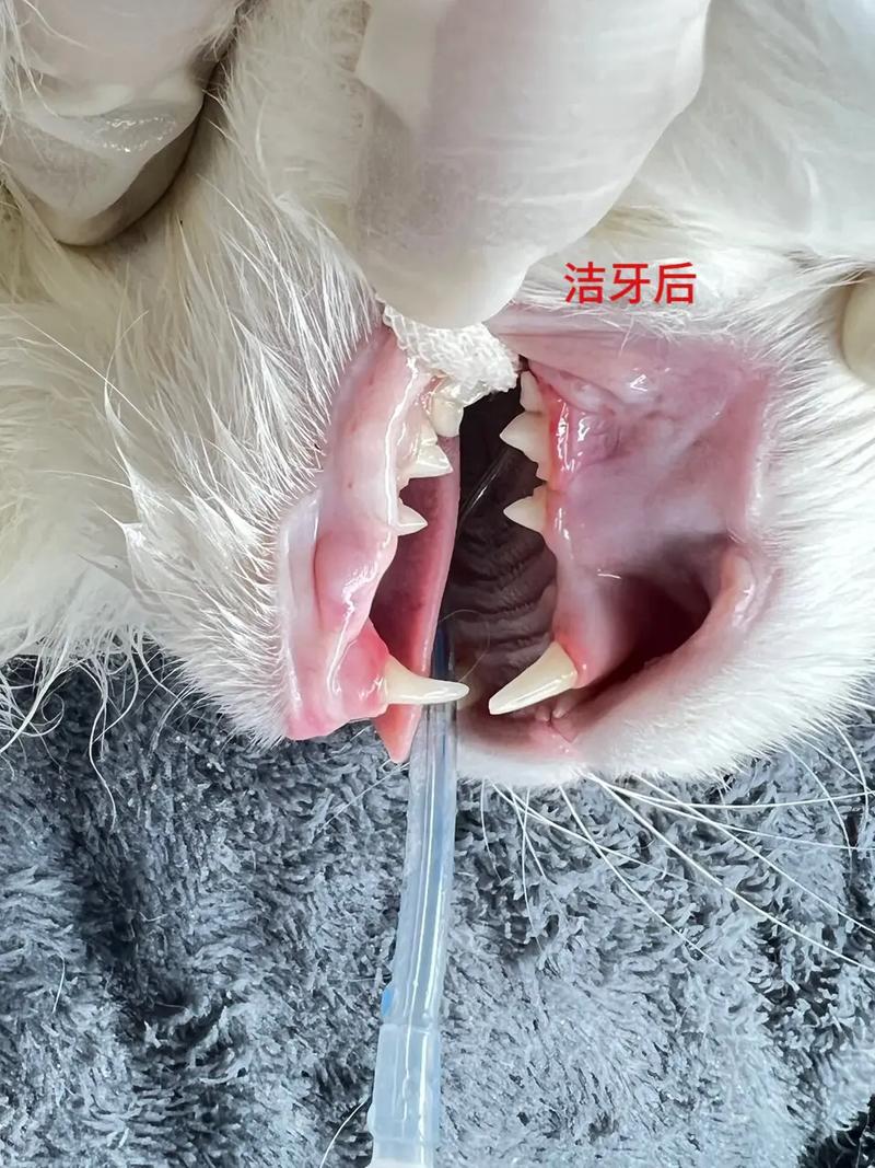 猫咪洁牙水，守护毛孩子口腔健康的秘密武器