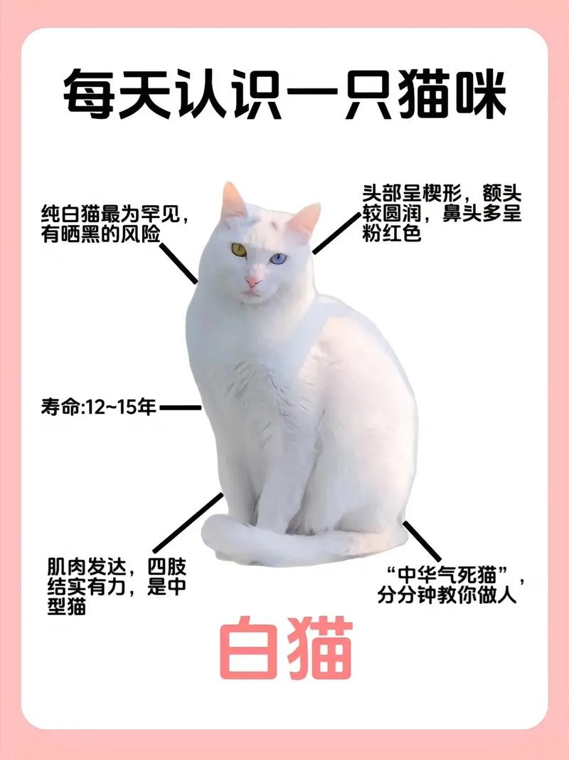 猫咪毛发间的小秘密——揭秘毛发抖动的奥秘