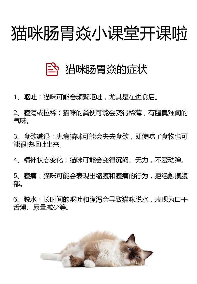 猫咪的日常饮食管理——了解猫咪常规禁食的重要性