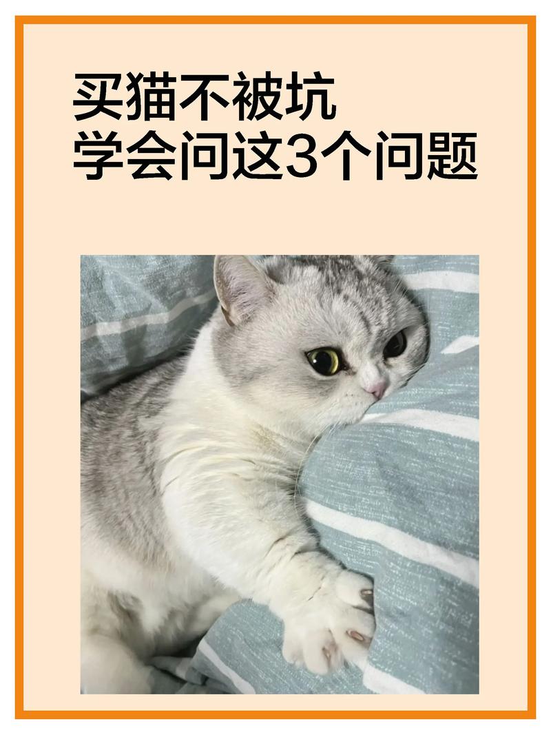 猫咪配几次？科学回答让你不再迷茫