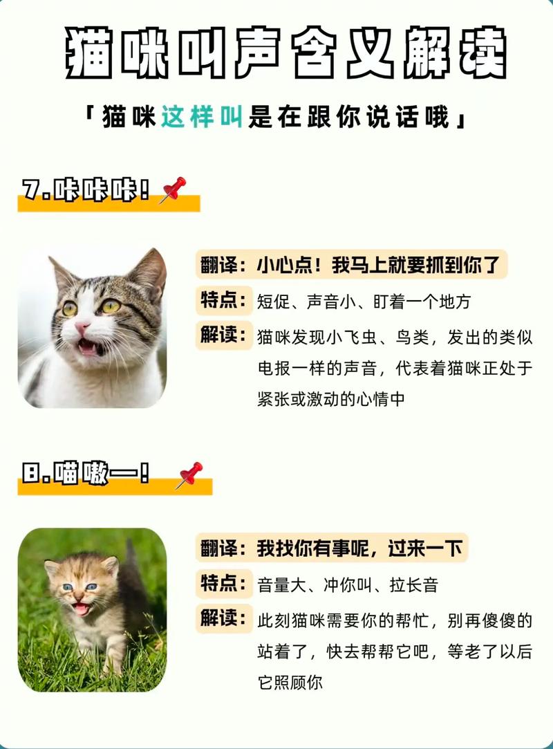 解读猫咪的语言，它们如何用喵喵声与你沟通