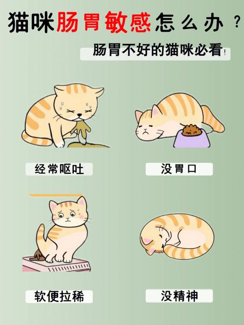 铲屎官必读！猫咪肠道结石问题全解析