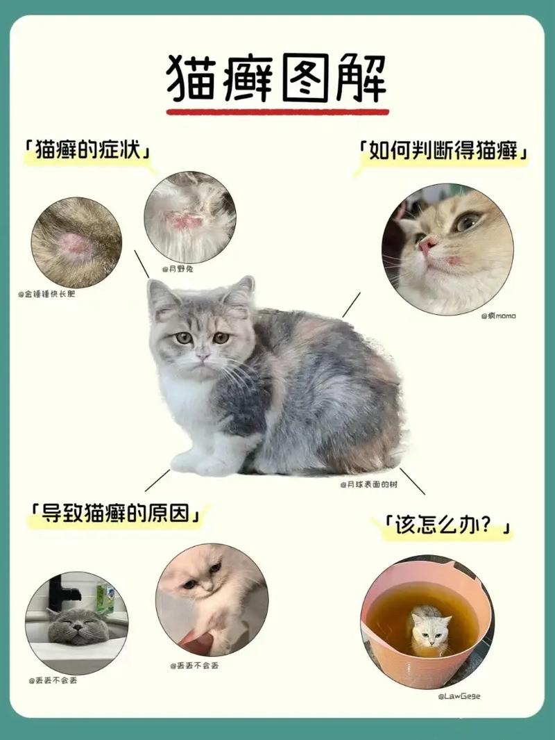 猫咪身上的细菌——小身体大乾坤