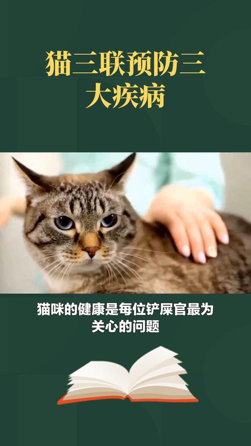 猫咪免疫的好处——健康生活的关键守护者