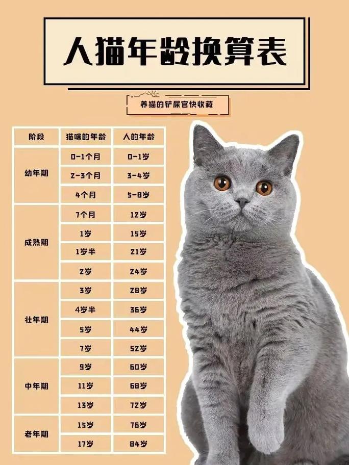 猫咪年龄换算表，如何科学地看待你的毛孩子老去