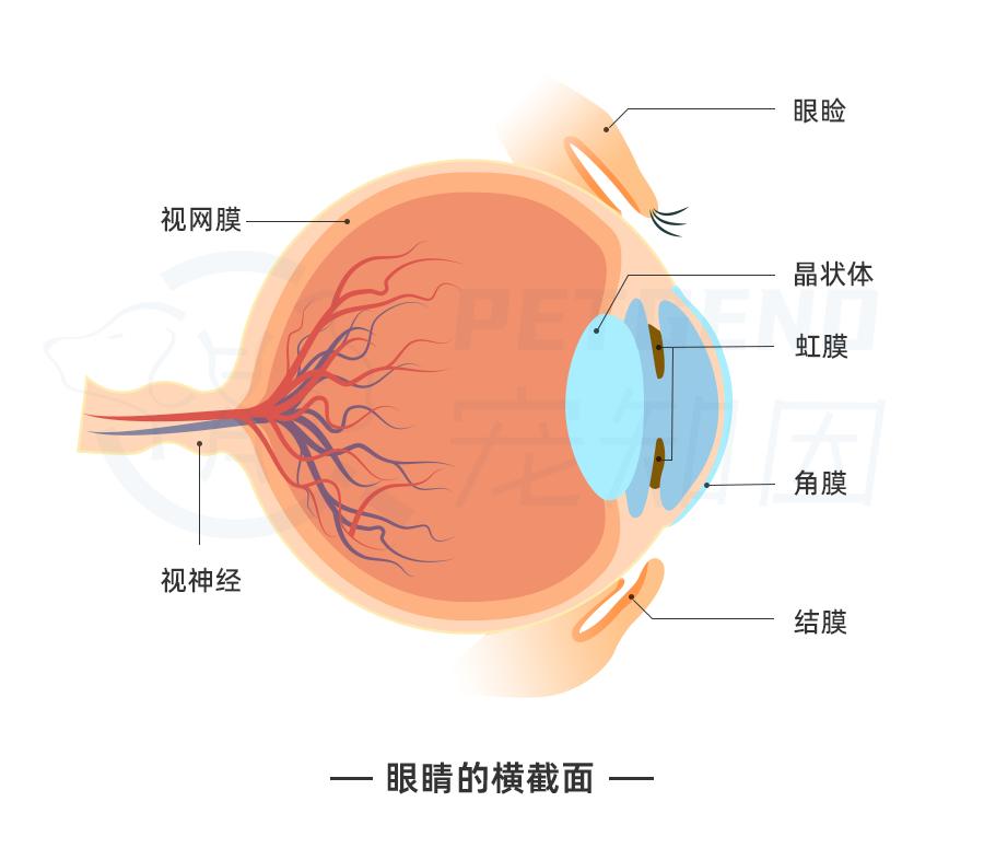 揭秘猫咪独特的眼球构造