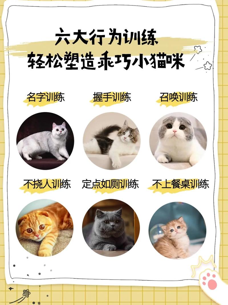 训练猫咪的技巧与乐趣