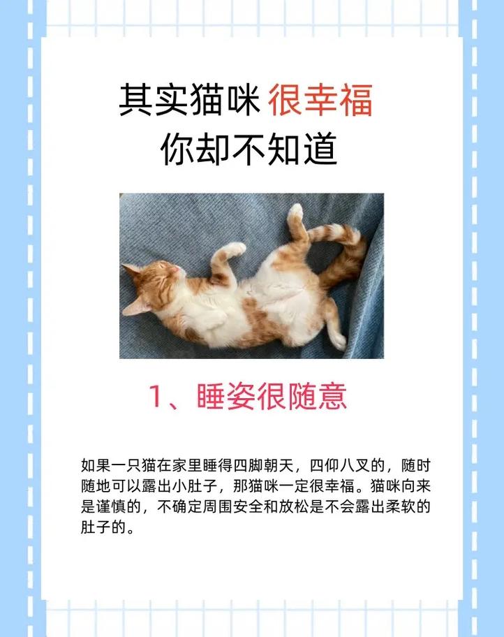 猫咪体检，健康生活的第一步