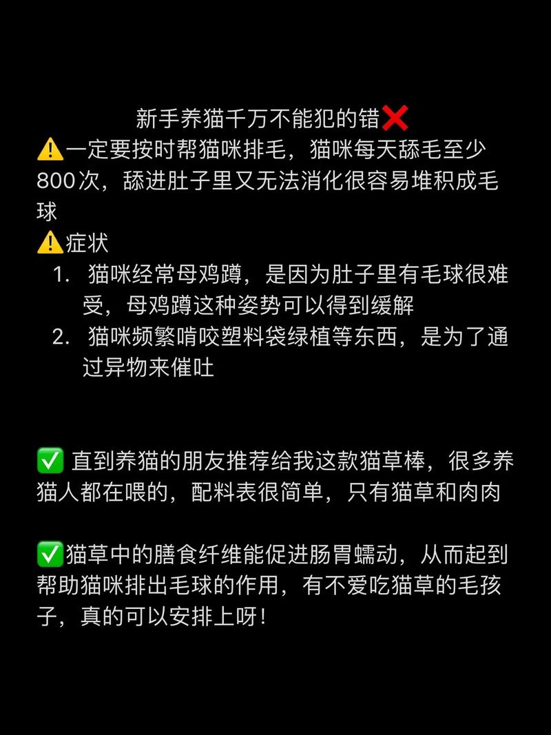 守护毛孩子健康——定期为爱宠进行体检的重要性