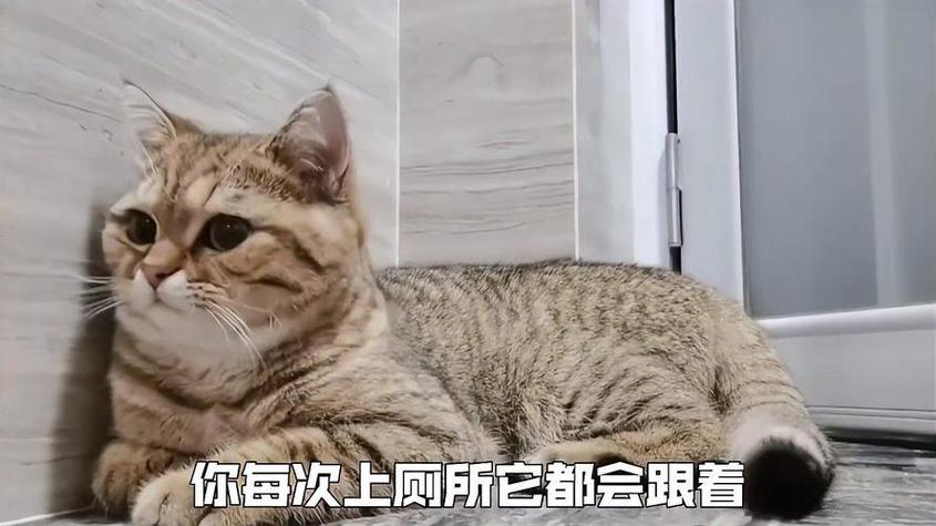 猫咪的神秘智慧，如何一眼认出主人