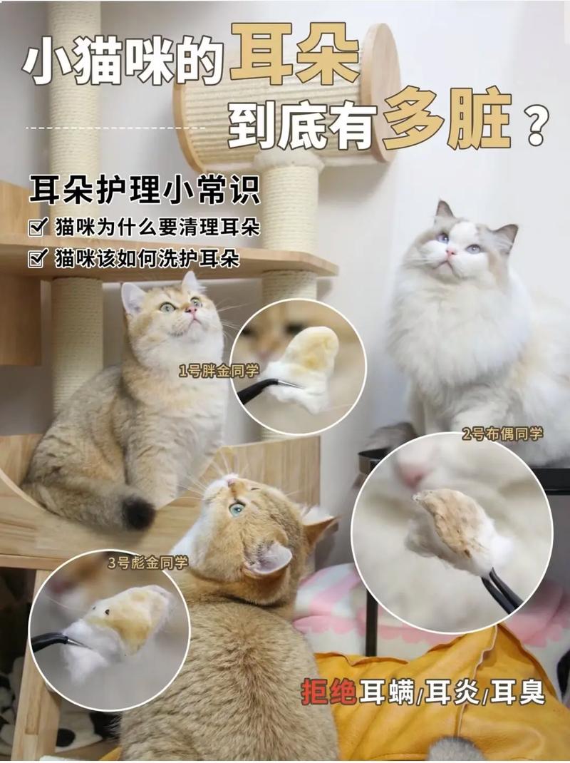 猫咪耳朵护理，呵护毛孩健康从耳道开始