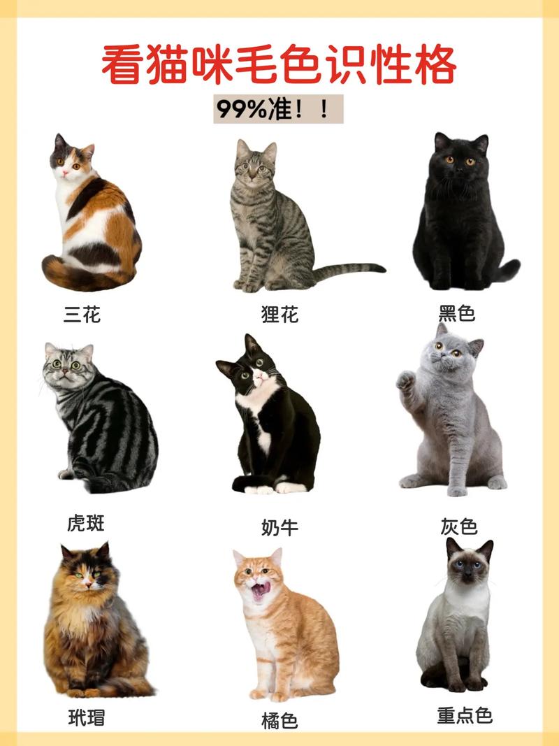 猫咪的颜色世界，探索五大常见猫毛色的奥秘