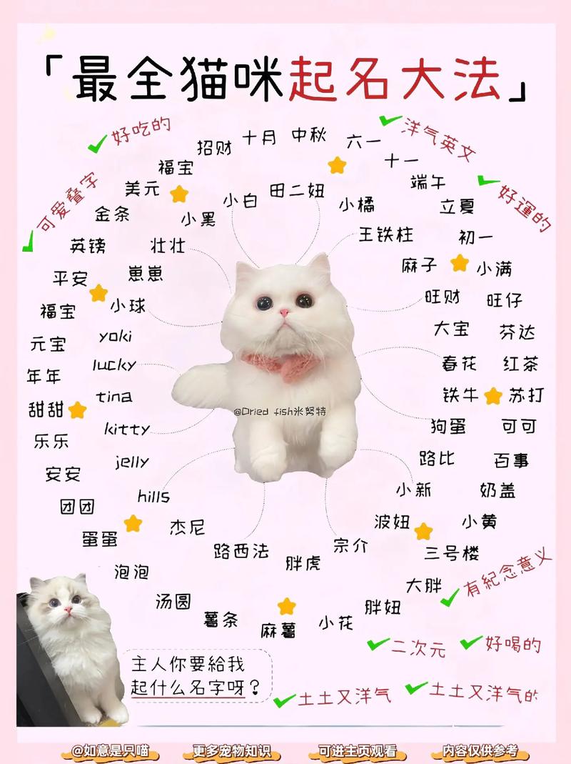 猫咪名字全览，给你的毛茸伙伴取个好名字