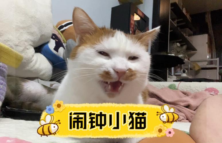 揭秘猫咪清晨的闹钟之声