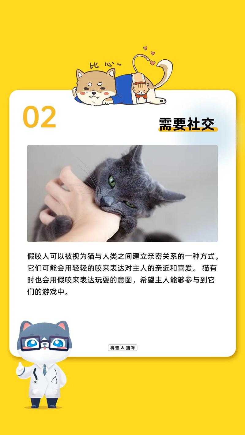 猫咪为何会咬人？揭秘打滚咬人的背后秘密