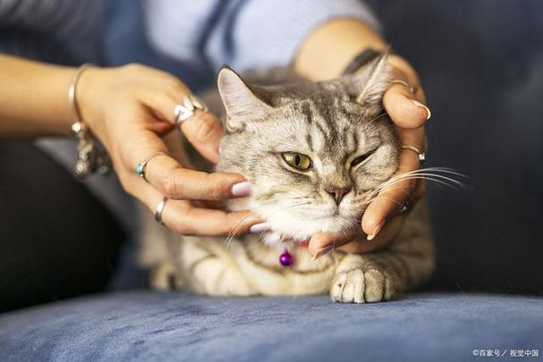 猫咪的剪爪艺术，保护与呵护