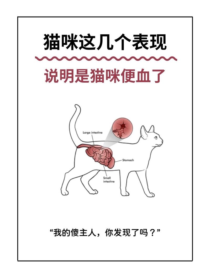 猫咪频繁便血，你真的了解它吗？