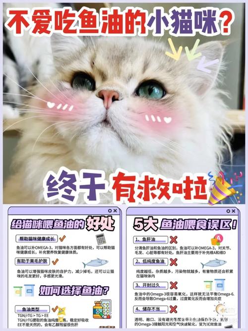 揭秘猫咪稀有标准，如何让你的毛孩子脱颖而出