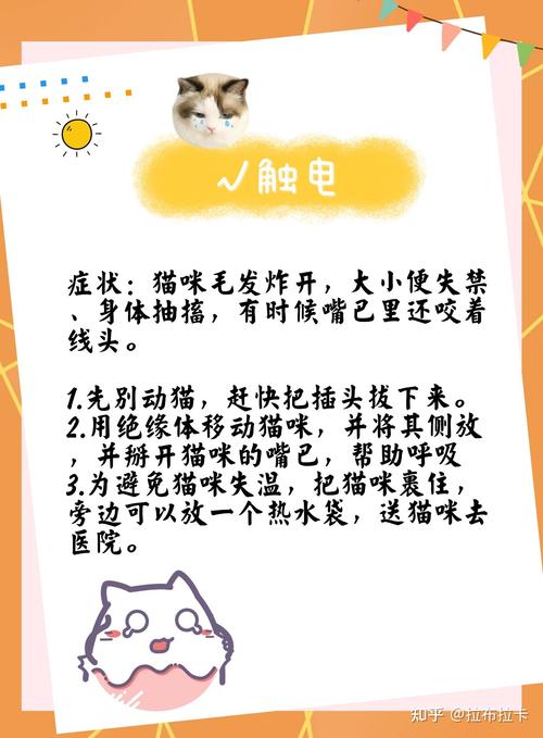 猫咪眼睛烧伤，了解急救与预防