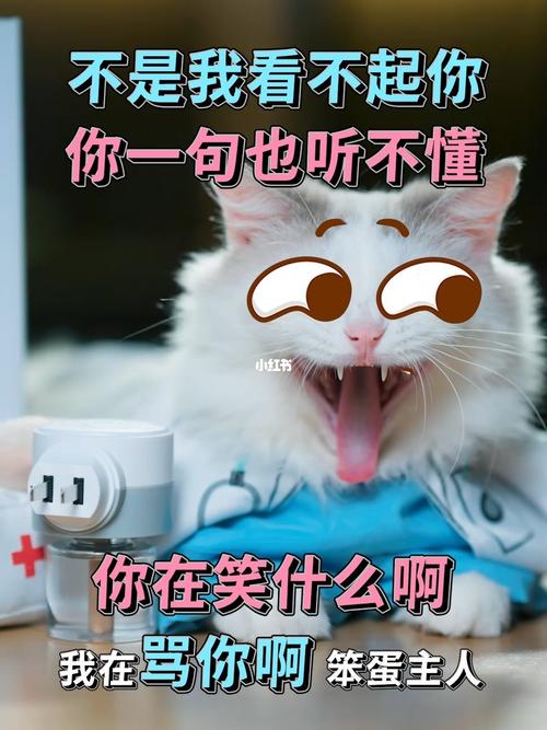 猫咪心思深似海，洞察人心的秘诀