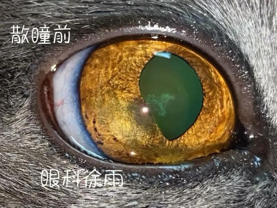 猫咪的美丽眼睛——揭秘虹膜破损的秘密