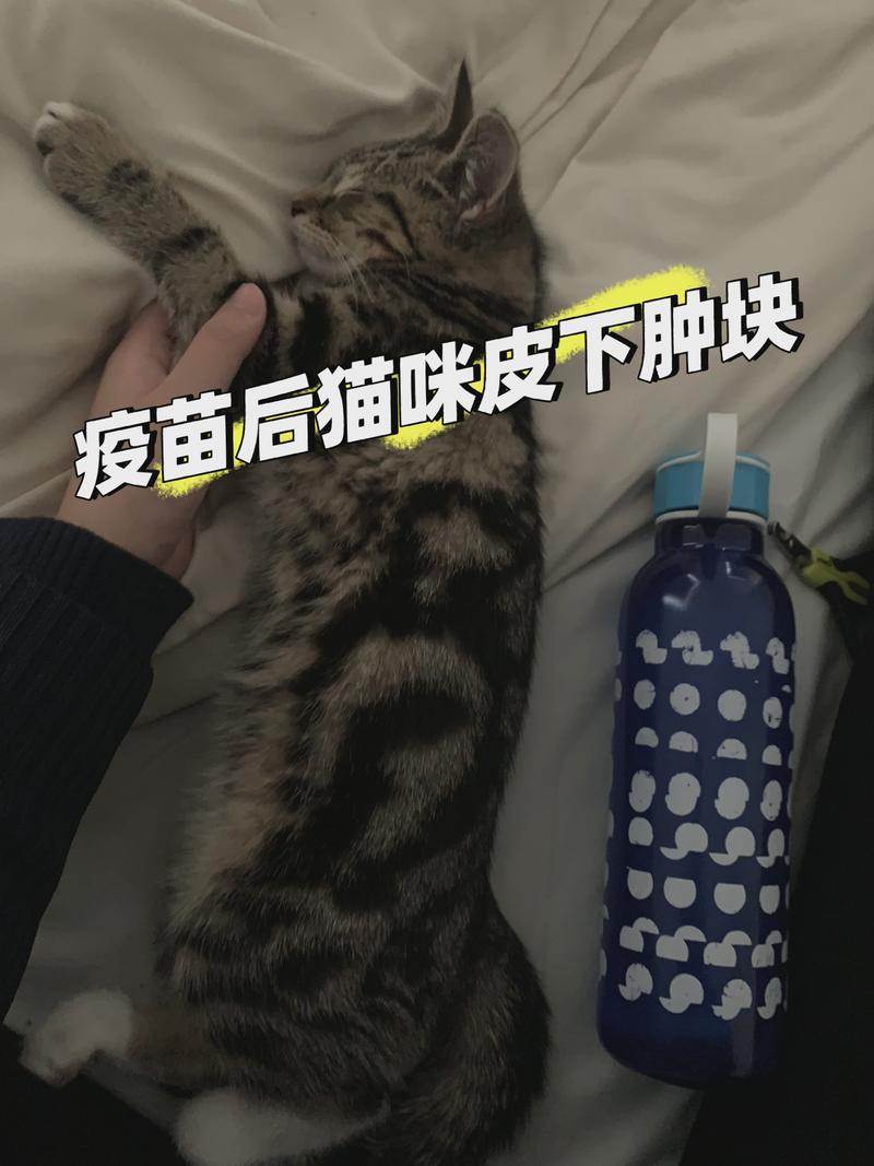 猫咪的小意外，如何妥善处理猫咪嘴巴磕破