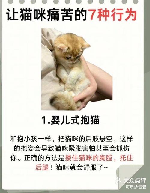 猫咪的声音为何如此痛苦？揭秘宠物健康问题