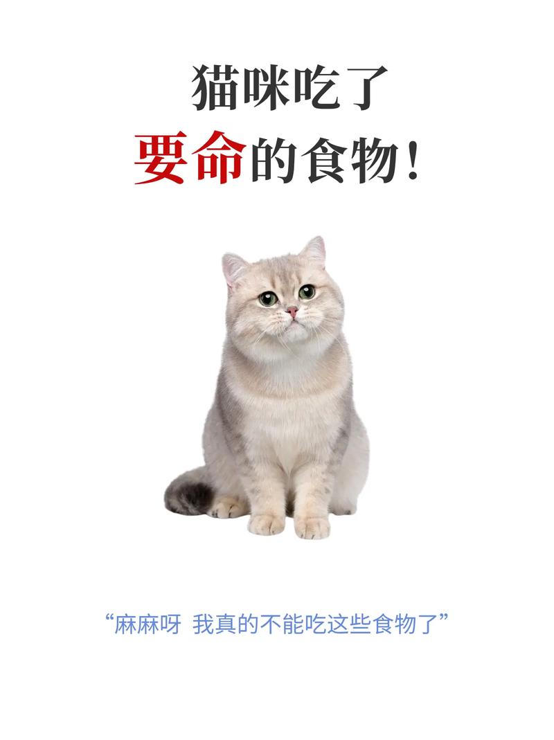 猫咪为何生气会呕吐？解析情绪与健康之间的秘密