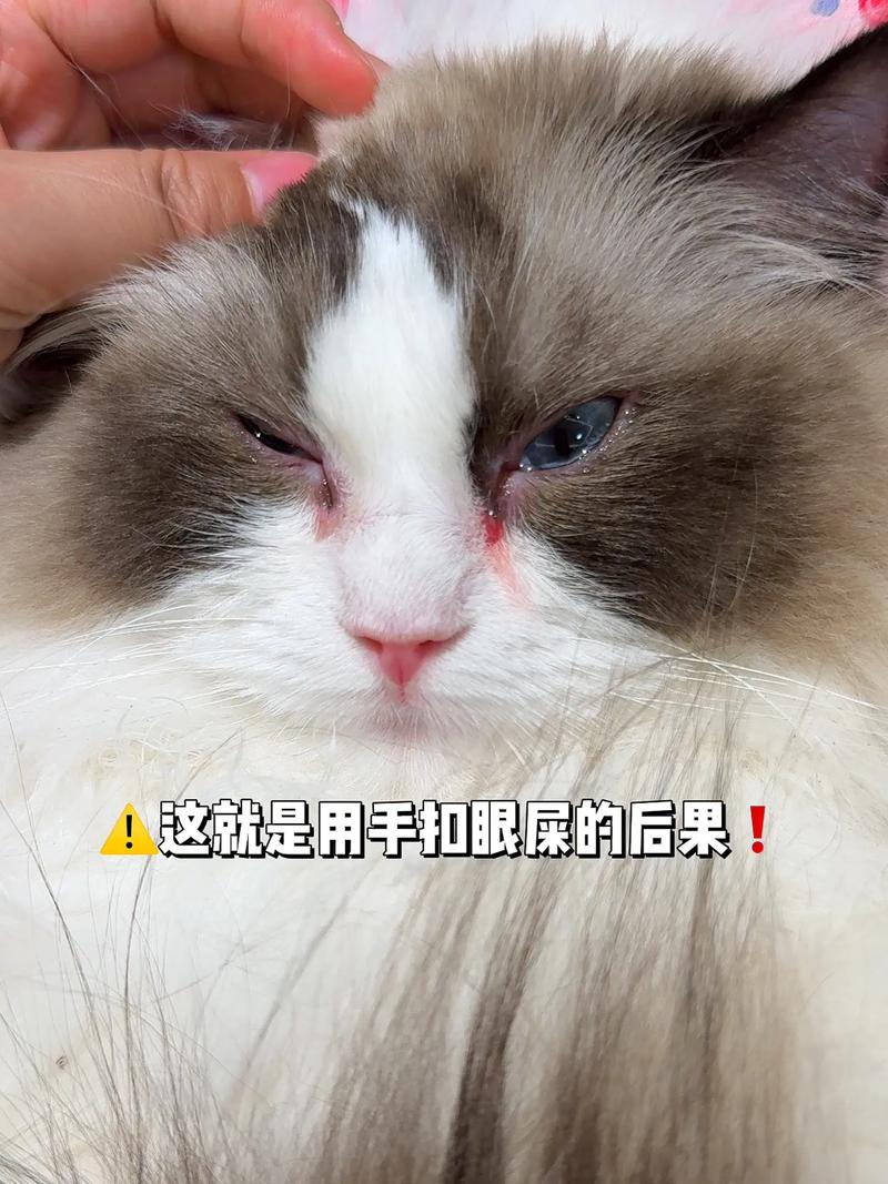 猫咪眼屎过多？5个简单步骤帮助你解决！