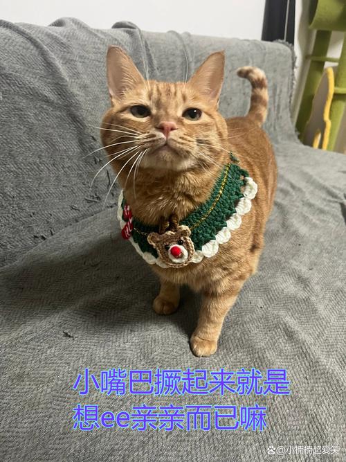 揭秘猫咪遮嘴的五种原因