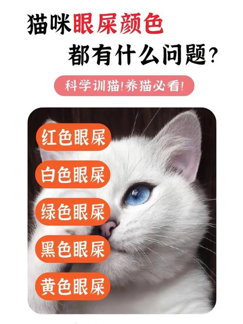 猫咪眼屎过多，如何轻松应对