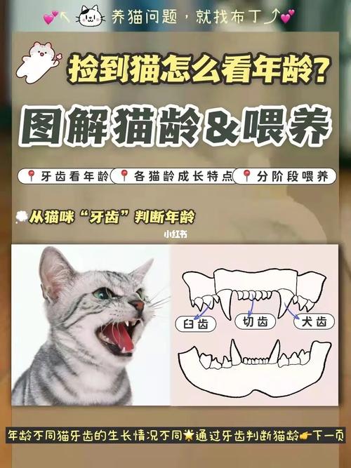 猫咪门牙脱落，了解原因及护理技巧