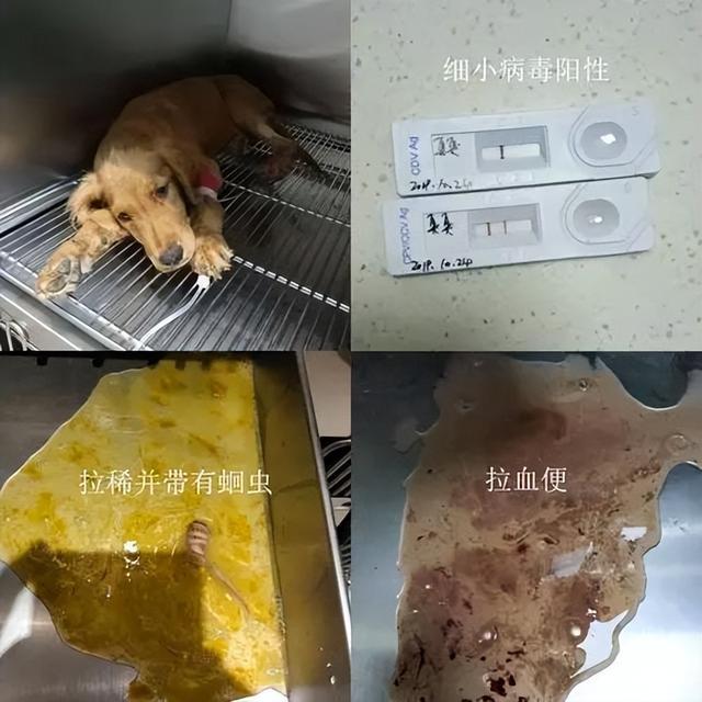 猫咪细小病毒疫苗，为你的毛孩子保驾护航