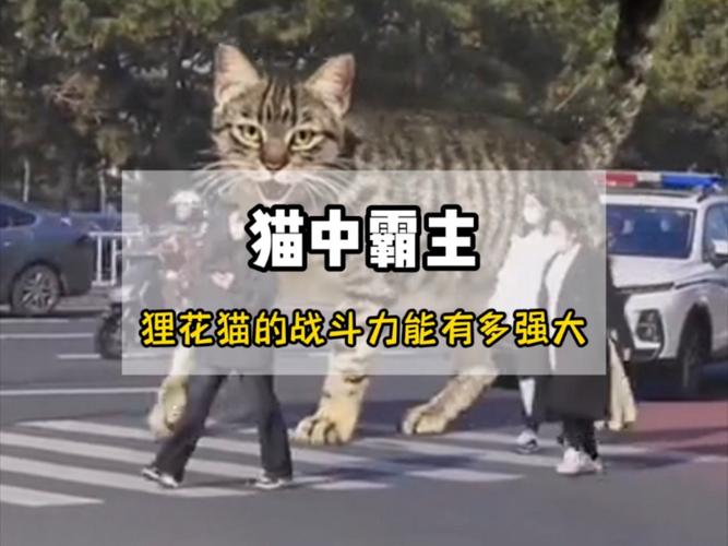 猫咪的爱情战，一场甜蜜与暴力并存的冒险